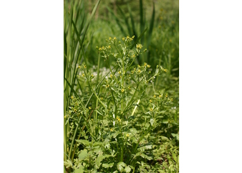 Gift-Hahnenfuß (Ranunculus sceleratus) - © Emanuel Trummer